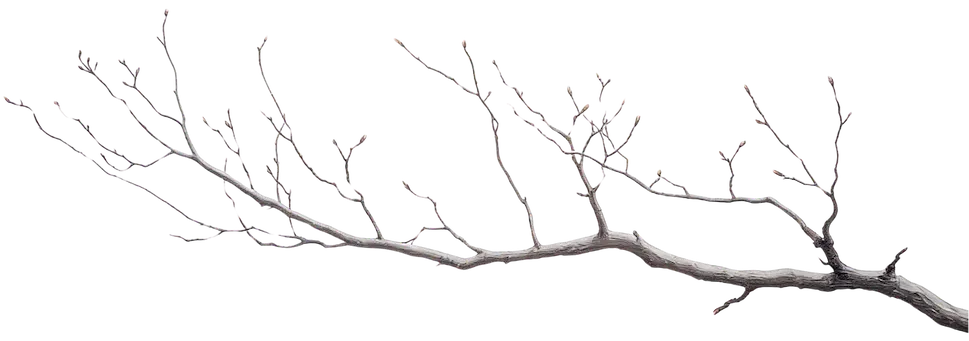Branches decorative